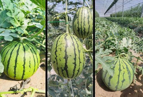 瓜甜剧情都甜吃瓜群众,吃瓜群众狂欢盛宴